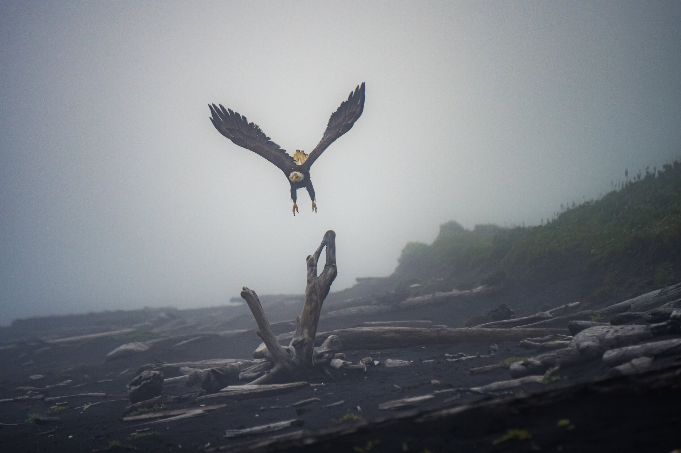 Bird nesting ground on Umnak Island