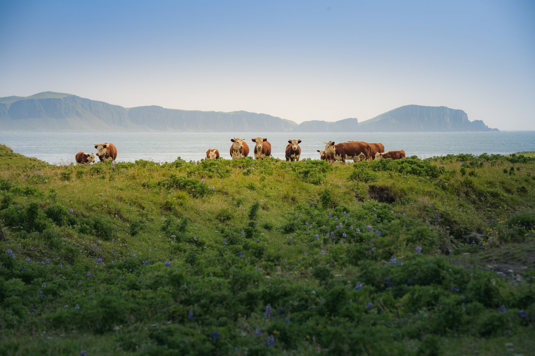 Okmok cattle grazing on Umnak Island