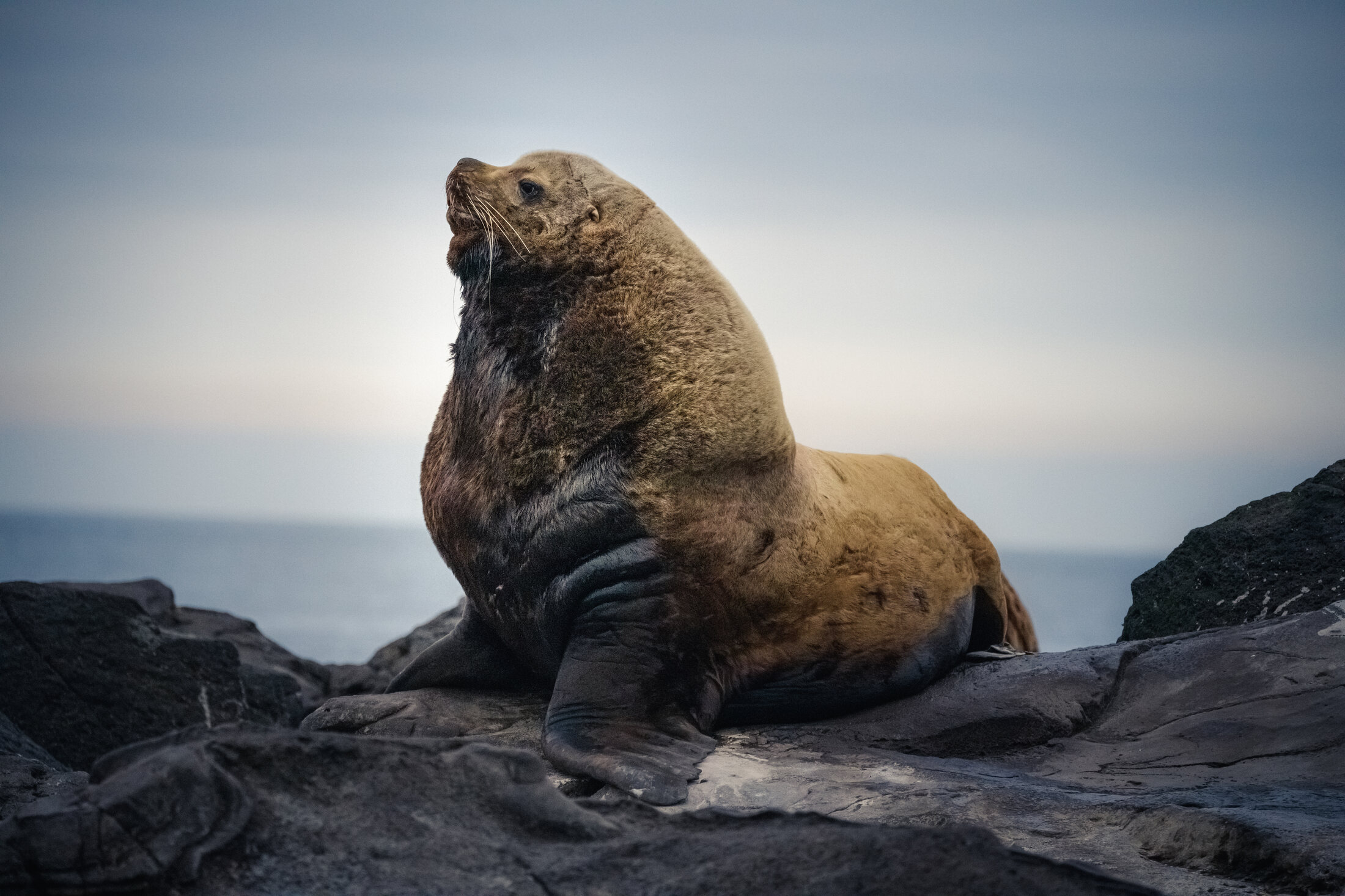 Marine wildlife along the Umnak coast